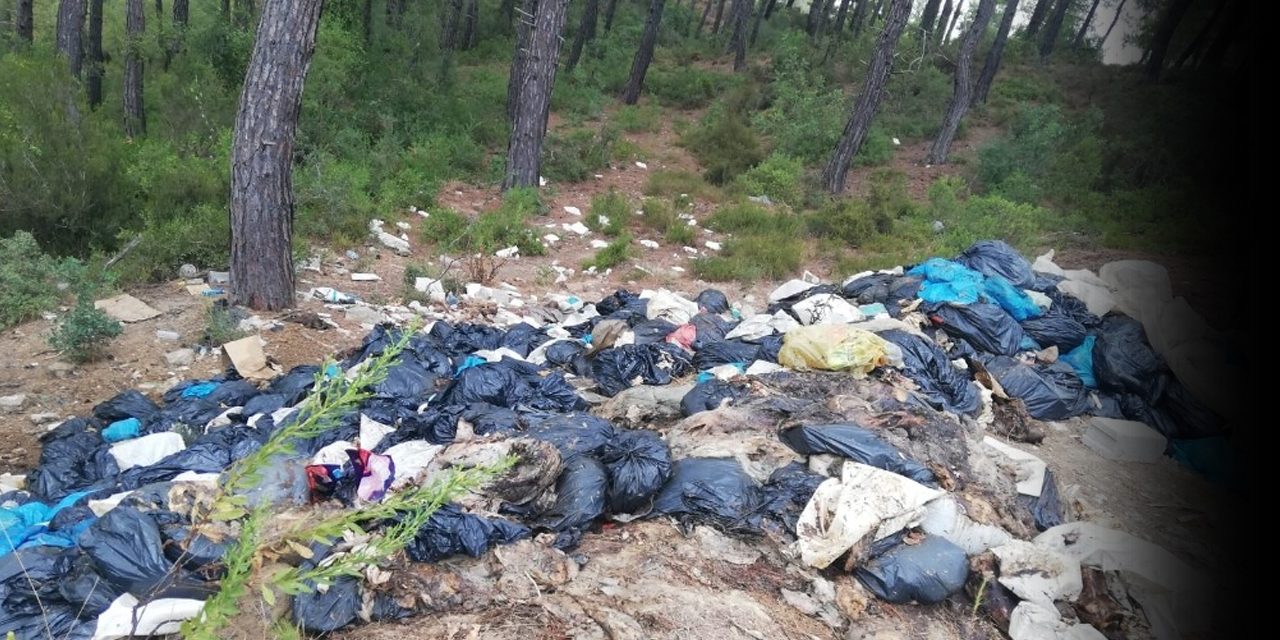 Manavgat'ta bir mezbahada kesilen domuzların iç organları ormana atıldı