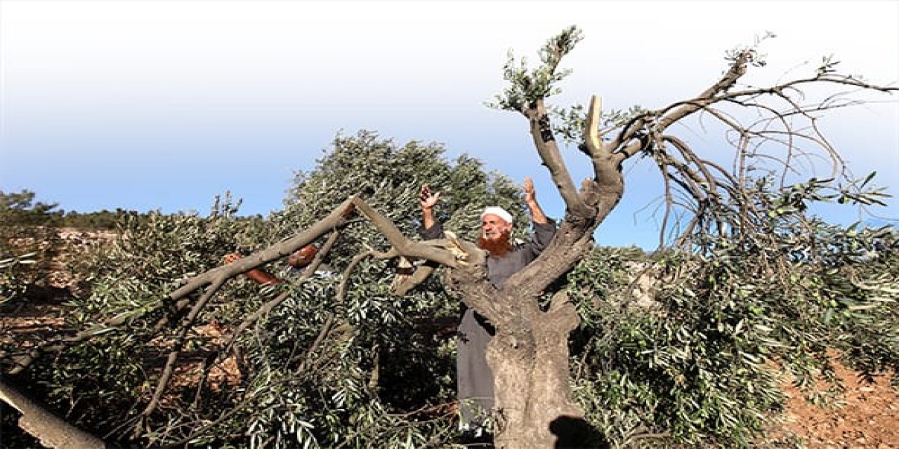 İsrail Filistinlilerin zeytin bahçelerine girmesini engelleyen 20 askeri karar çıkardı