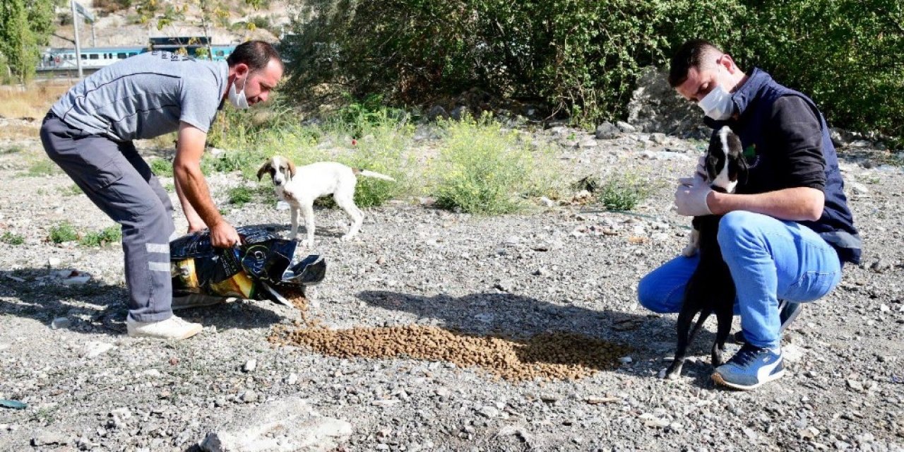 Sevimli patiler sahipsiz değil