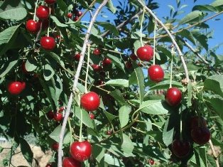 Konya vişne üretiminde Türkiye ikincisi