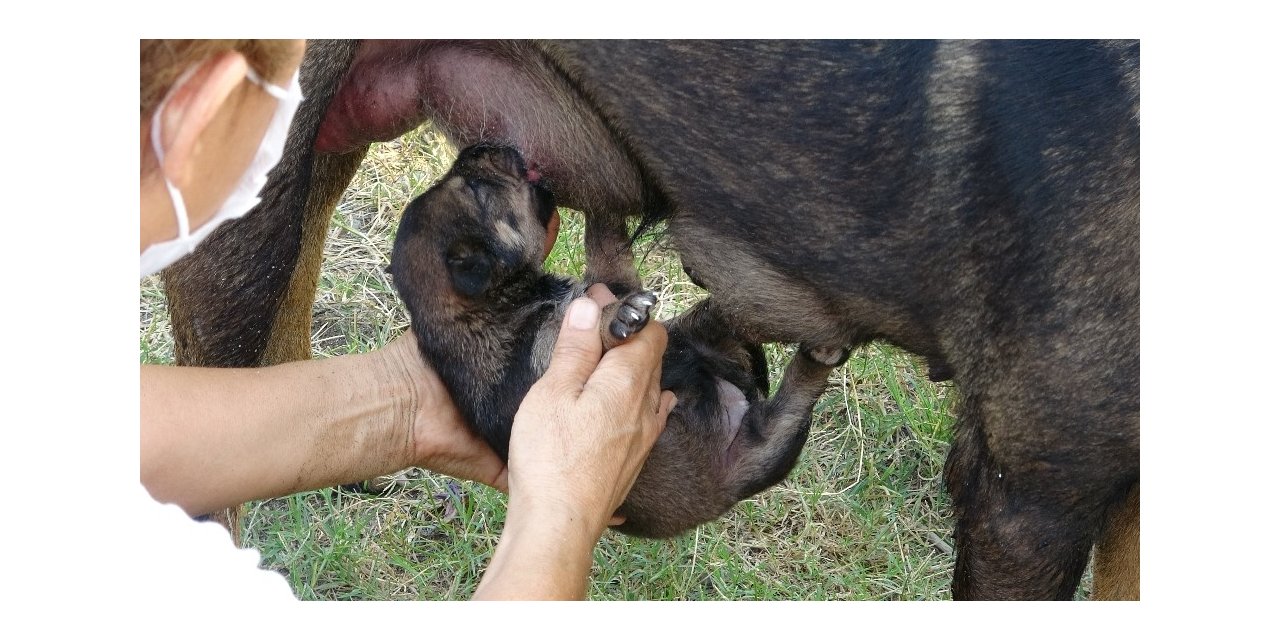 Kepçeli yavru köpek kurtarma operasyonu