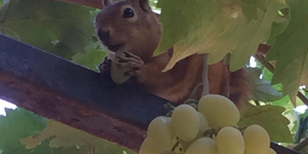 Üzüm hırsızı sincap suçüstü yakalandı