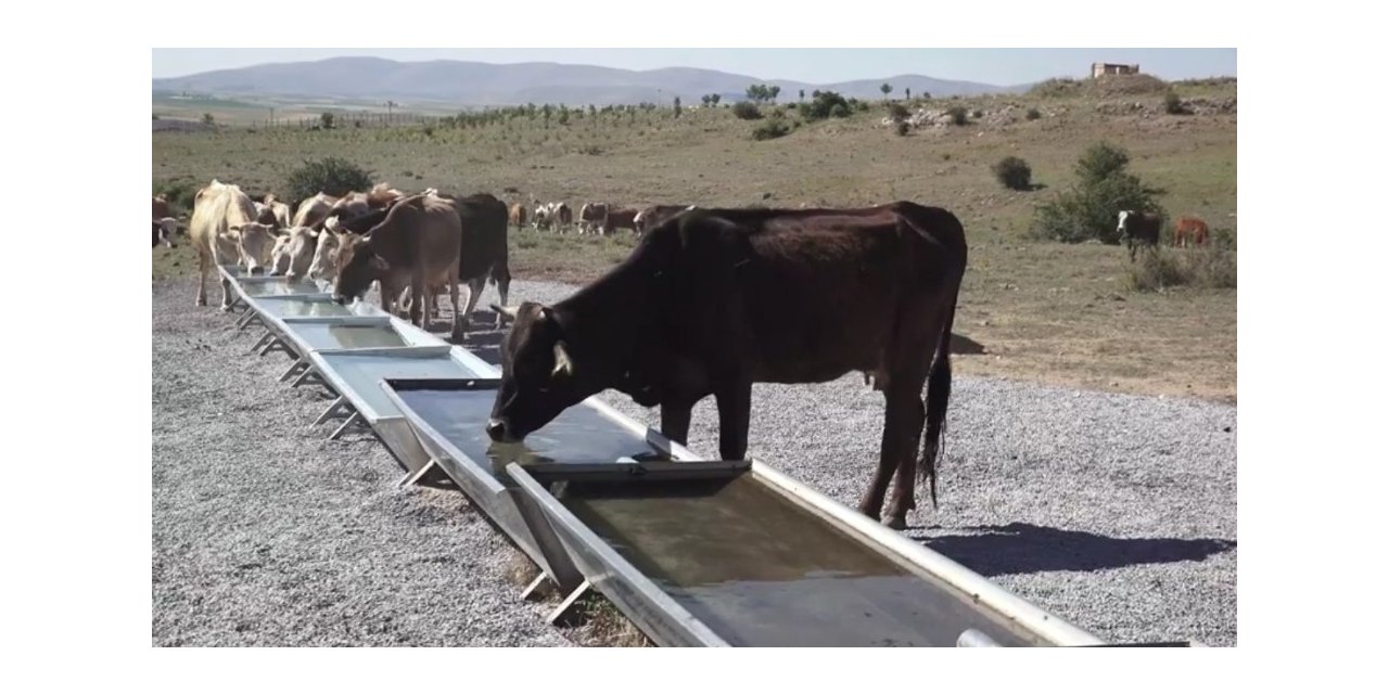 Büyükşehir’den kırsala hayvancılık desteği