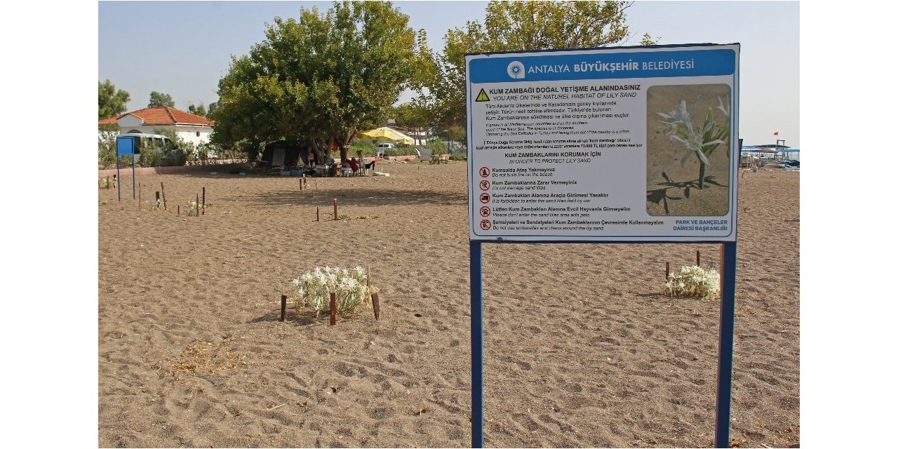 Kum Zambakları koruma altında