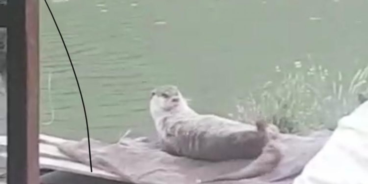 Elazığ’da koruma altındaki su samuru görüntülendi