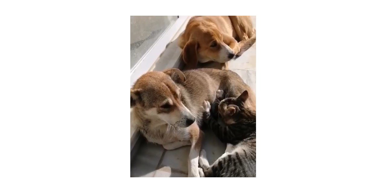 Sokak köpeği kediye annelik yapıyor