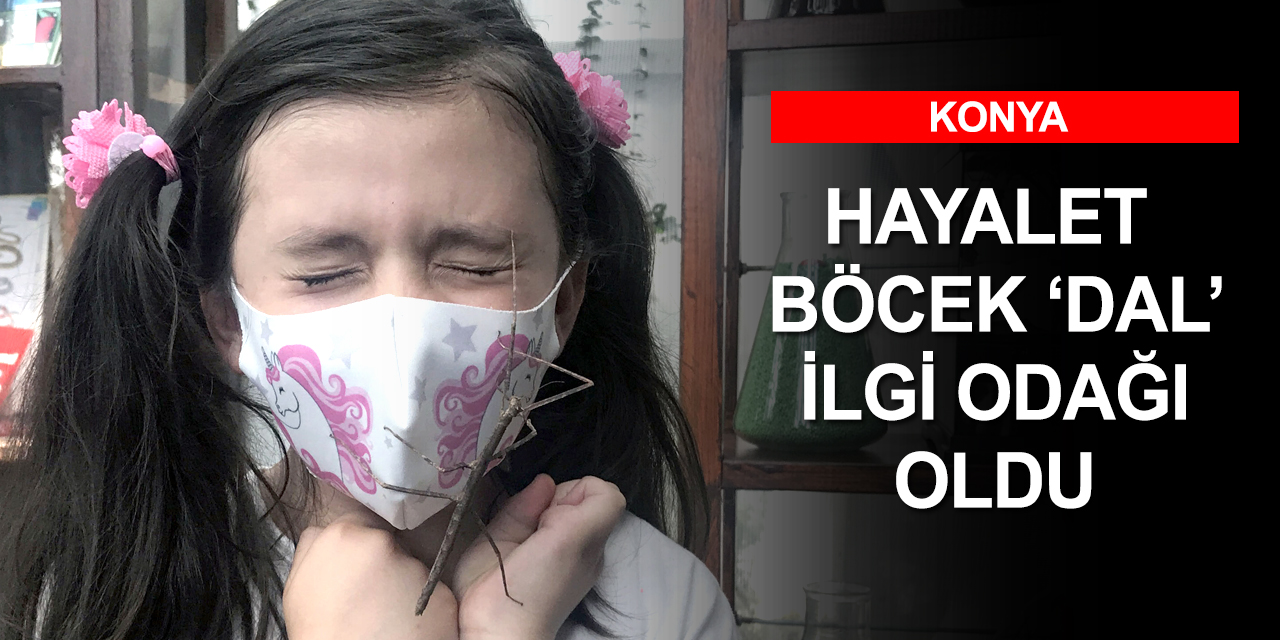 Tropikal Kelebek Bahçesi'nin yeni ilgi odağı 'dal' kamuflaj için geliştirdiği hareket şekliyle şaşırtıyor