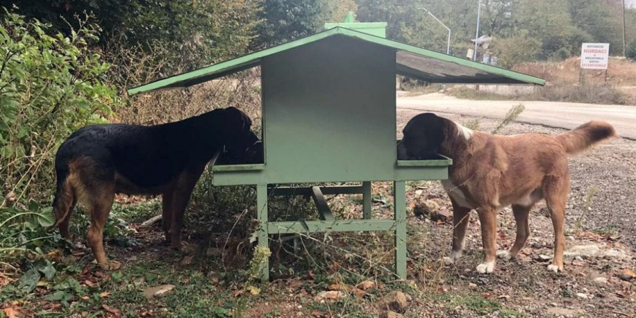 Osmangazi’de sokak hayvanları sahipsiz değil