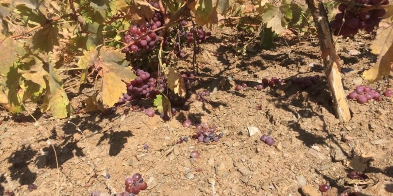 Yaban domuzları üzüm bağlarına zarar verdi