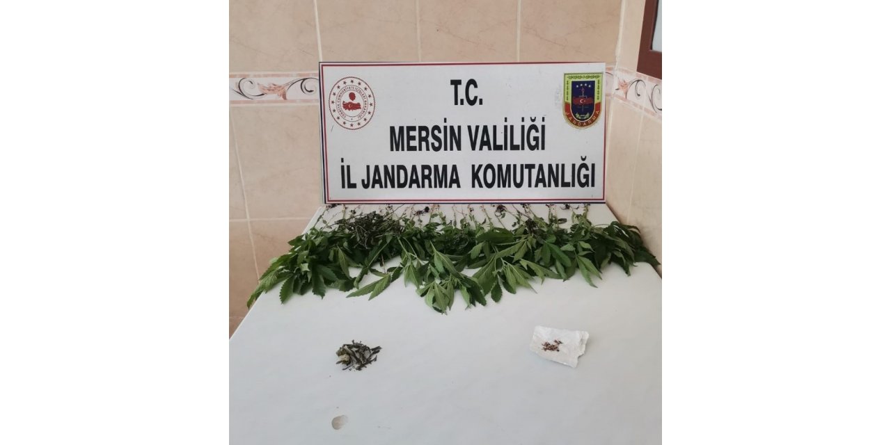 Mersin’de 31 kök kenevir bitkisi ele geçirildi