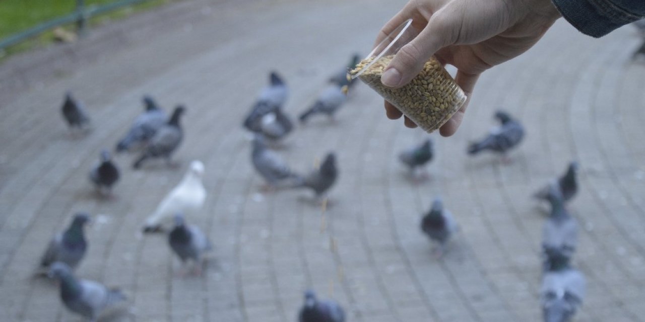 Kuşlar yemlerinden, satıcılar ekmeğinden oldu