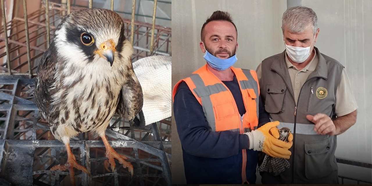 Konya'da yaralı halde bulunan gökçe delice kuşu tedavi edilecek