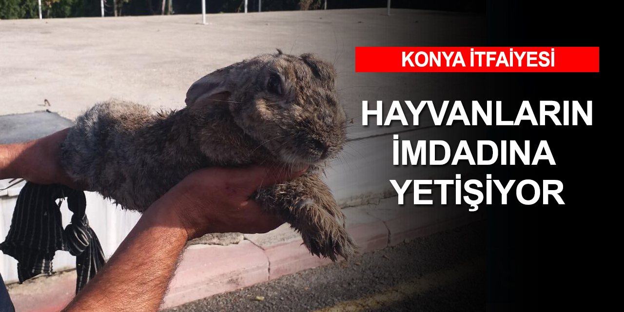 Konya Büyükşehir İtfaiyesi mahsur kalan hayvanların da imdadına yetişiyor