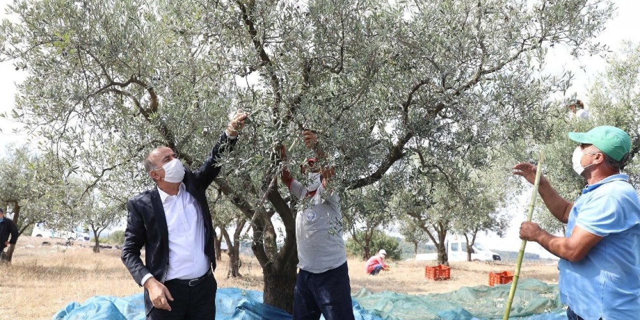 Topraktan halka zeytin yağında hasat başladı