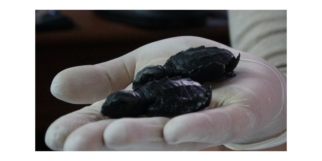 Çanakkale’de ilk kez caretta caretta yuvası tespit edildi