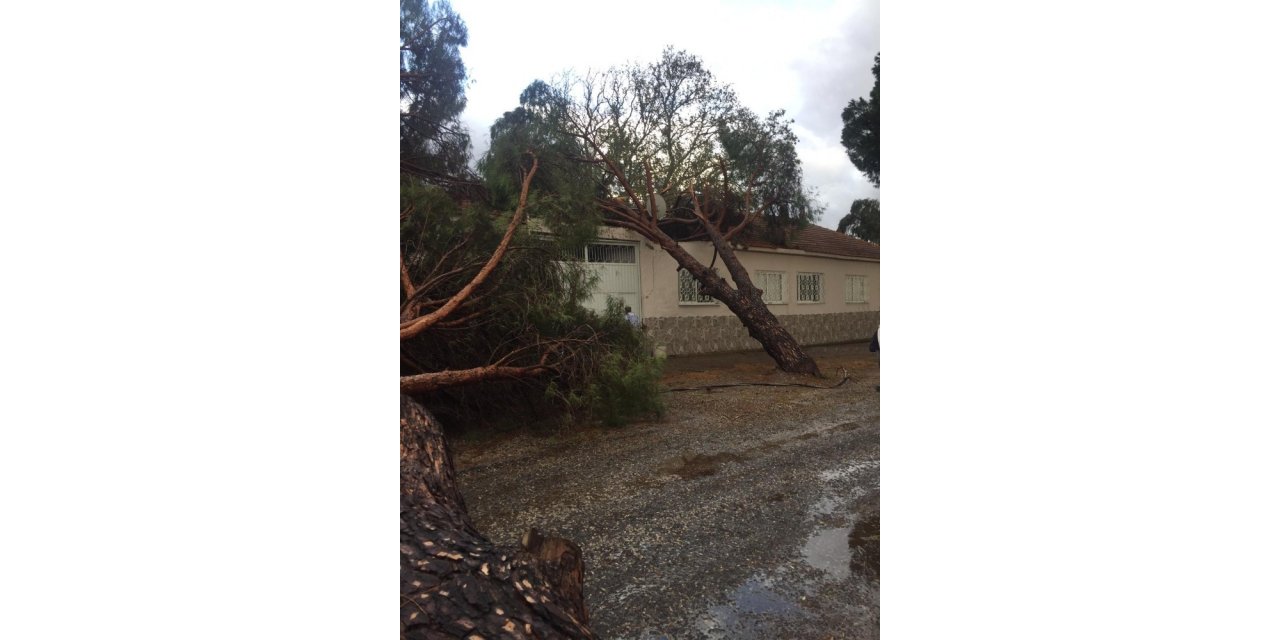 Ağaçlar ve elektrik direği yola devrildi
