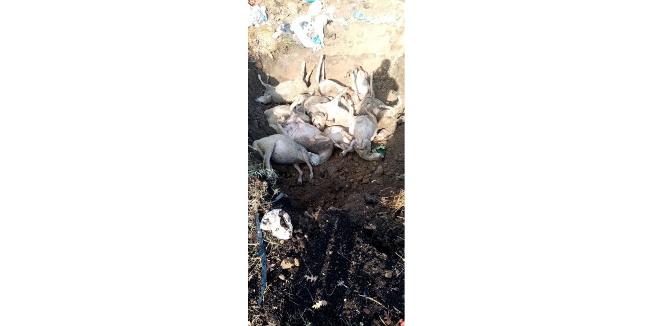 Biga’ya yıldırım düştü, 13 koyun telef oldu