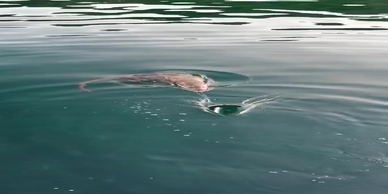 Bursa’da su samuru görüldü