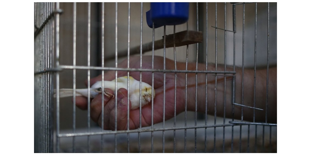 Kanaryalarına hastalık geldi, 80 kuşu telef oldu