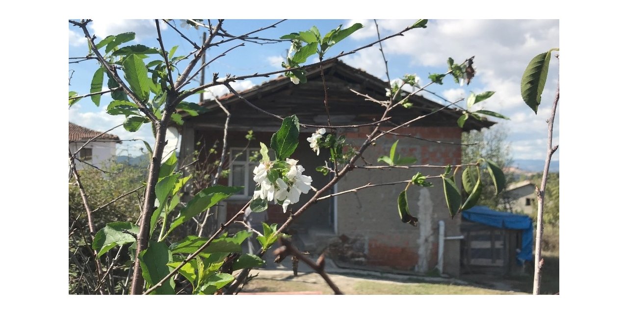 Vişne ağacı Ekim ayında çiçek açtı