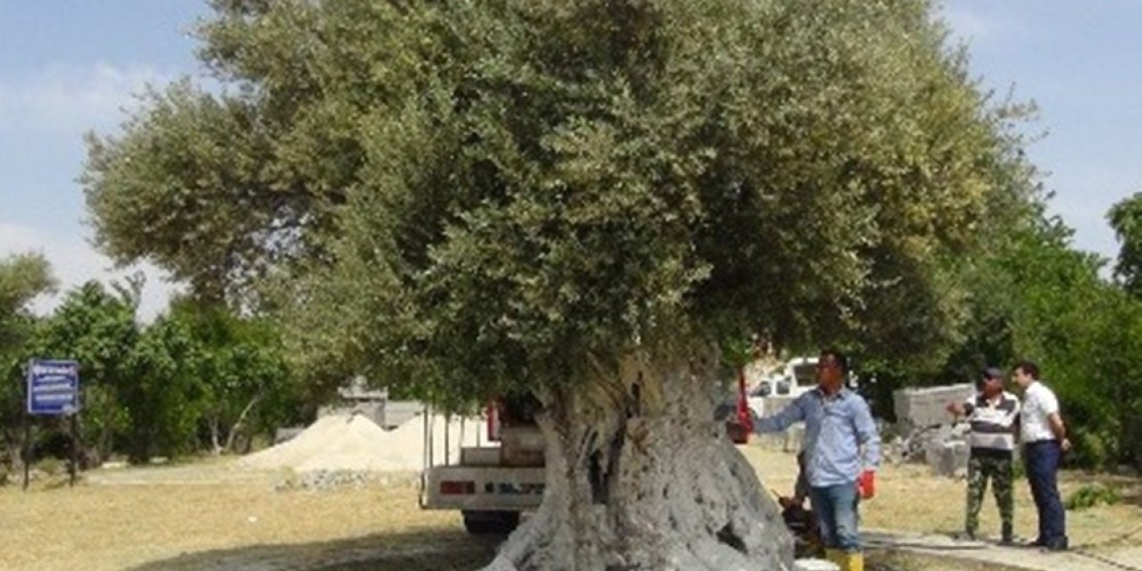 Anıt ağacın zeytini Cumhurbaşkanı Erdoğan’a hediye edilecek