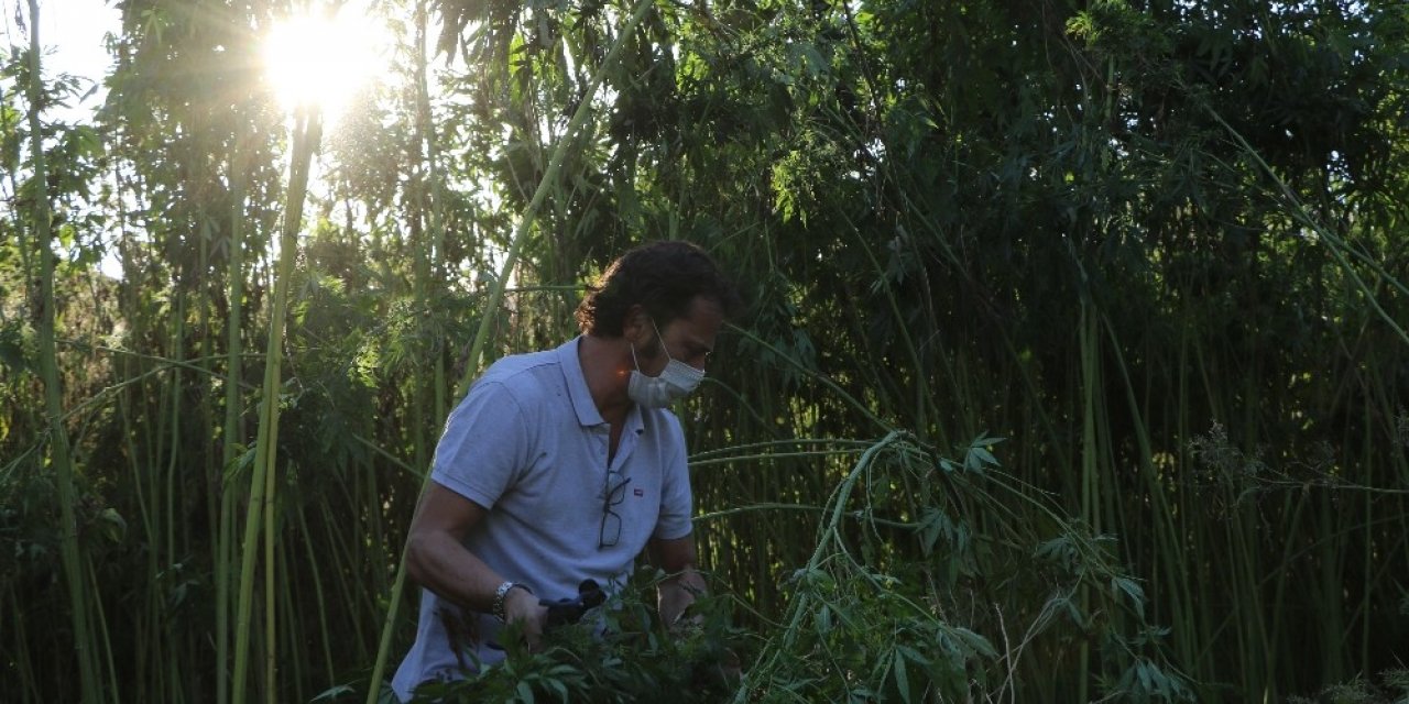 İtalyan Müdür Karabük’te endüstriyel kenevir yetiştiriciliği yapıyor