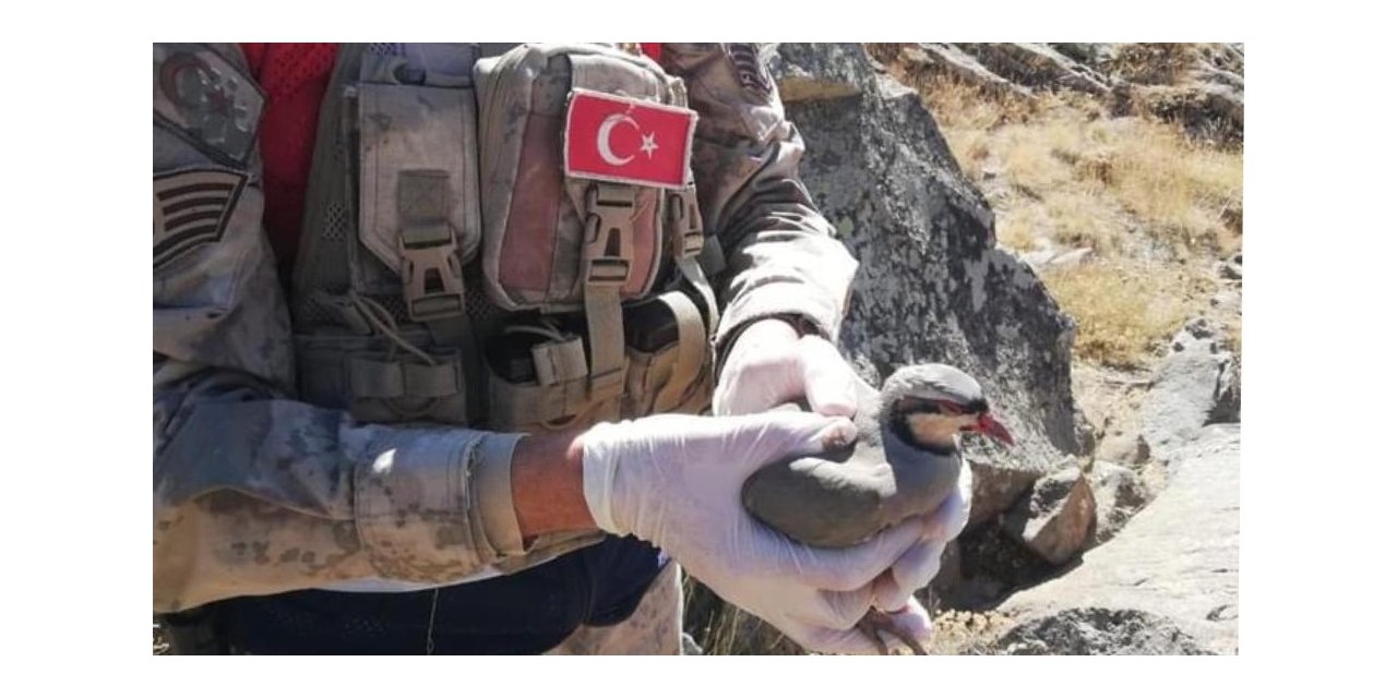 Tatvan’da 32 keklik kurtarılarak doğaya salındı