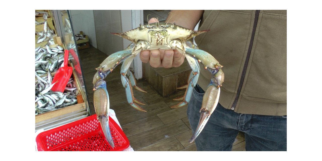 Balık için Karadeniz’e açıldılar ağa takılanı görünce şaşkına döndüler