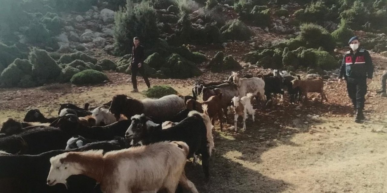 Kaybolan 38 küçükbaş hayvanı jandarma buldu
