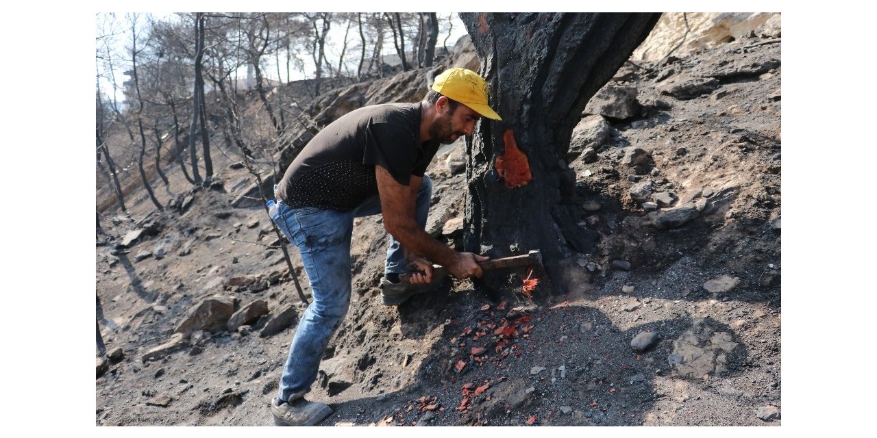 Hatay’da yanan ağaçlarda damgalama çalışması başladı