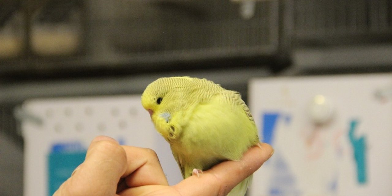 Türkiye’ye muhabbet kuşu üretiyor