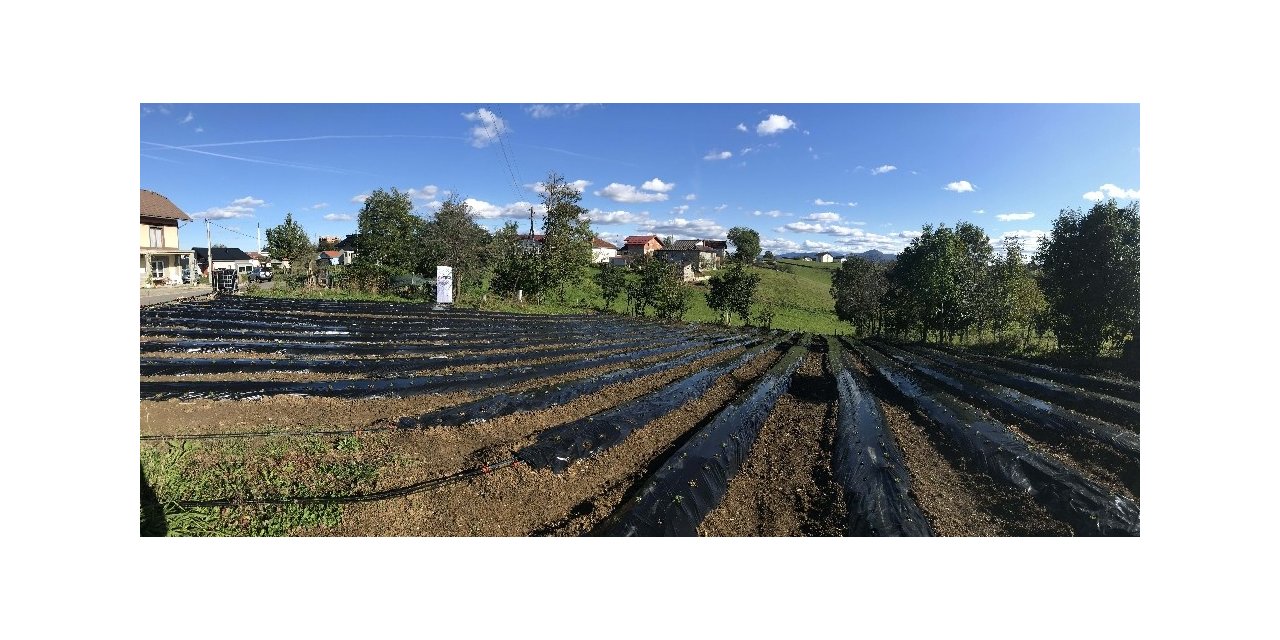 TİKA’dan Bosna Hersek’te çilek yetiştiriciliğine destek