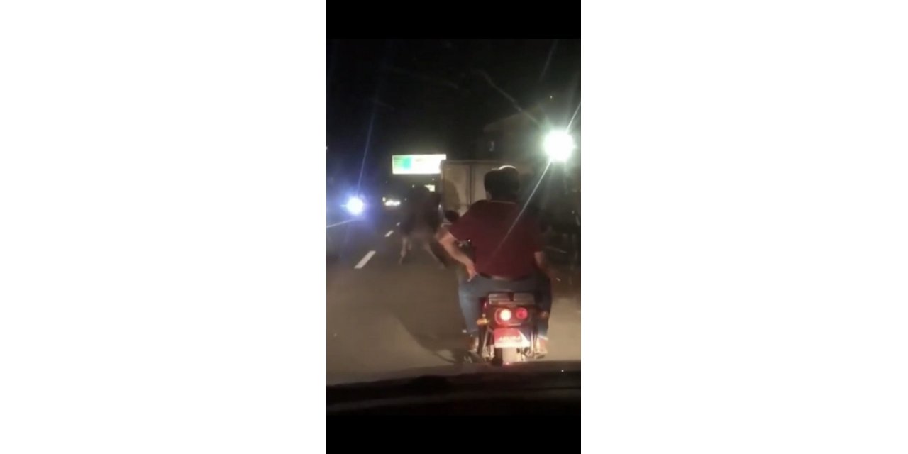 Deveyi kamyonete bağlayıp trafikte sürüklediler