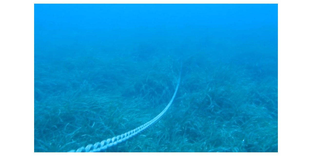Akdeniz’in Amazon ormanları Posidonia’ya, çapa ve zincirler zarar veriyor
