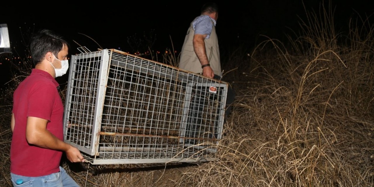 Büyükçekmece’de boz ayı paniği
