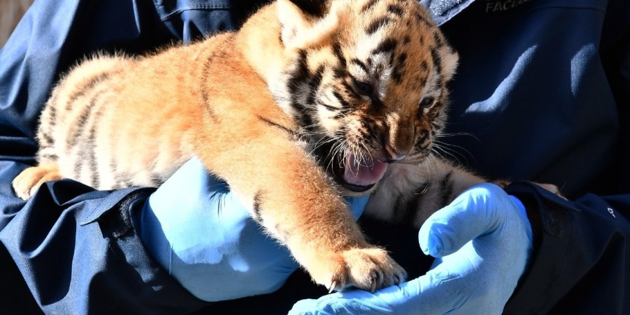 Doğal Yaşam Parkı’nda üç yavru kaplan daha doğdu