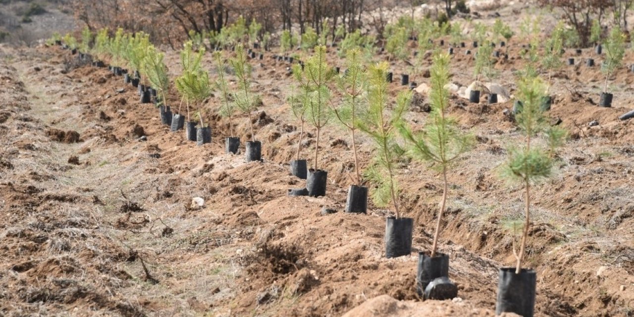 Orman yangınlarının yaralarını sarmak için işbirliği