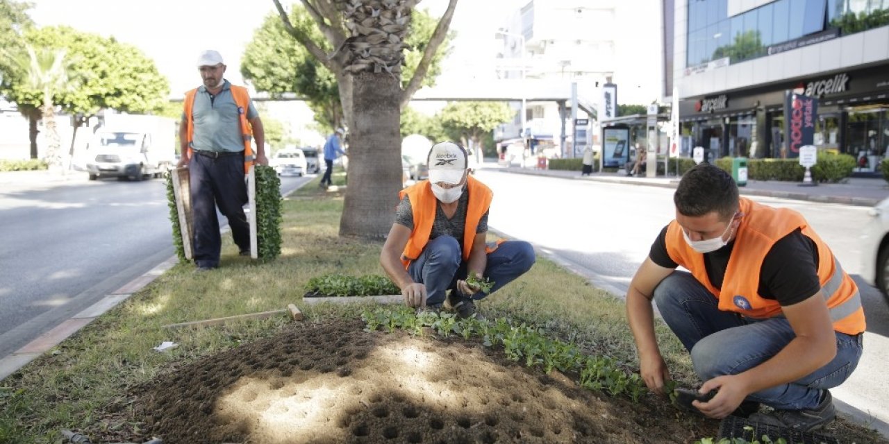 Antalya’da, kışlık çiçekler toprakla buluştu
