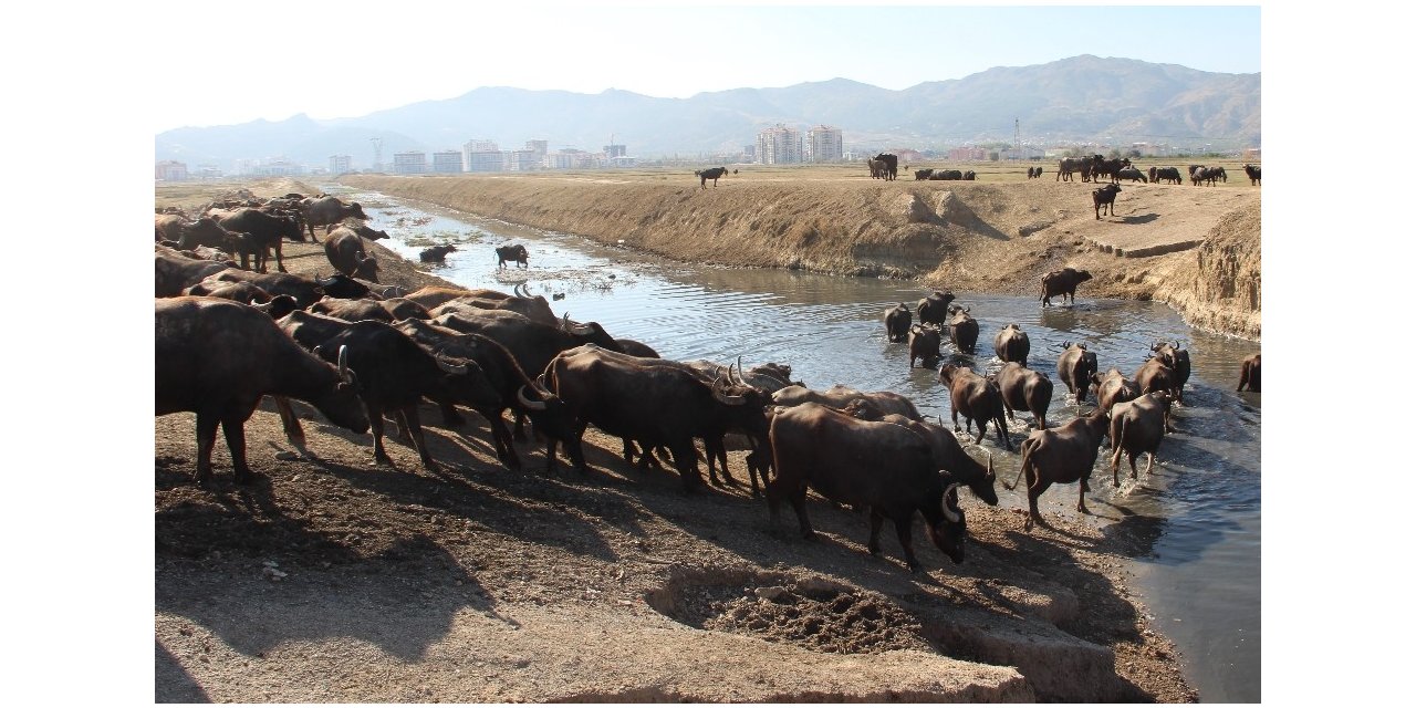 Burası Afrika bozkırları değil ’Afyonkarahisar’