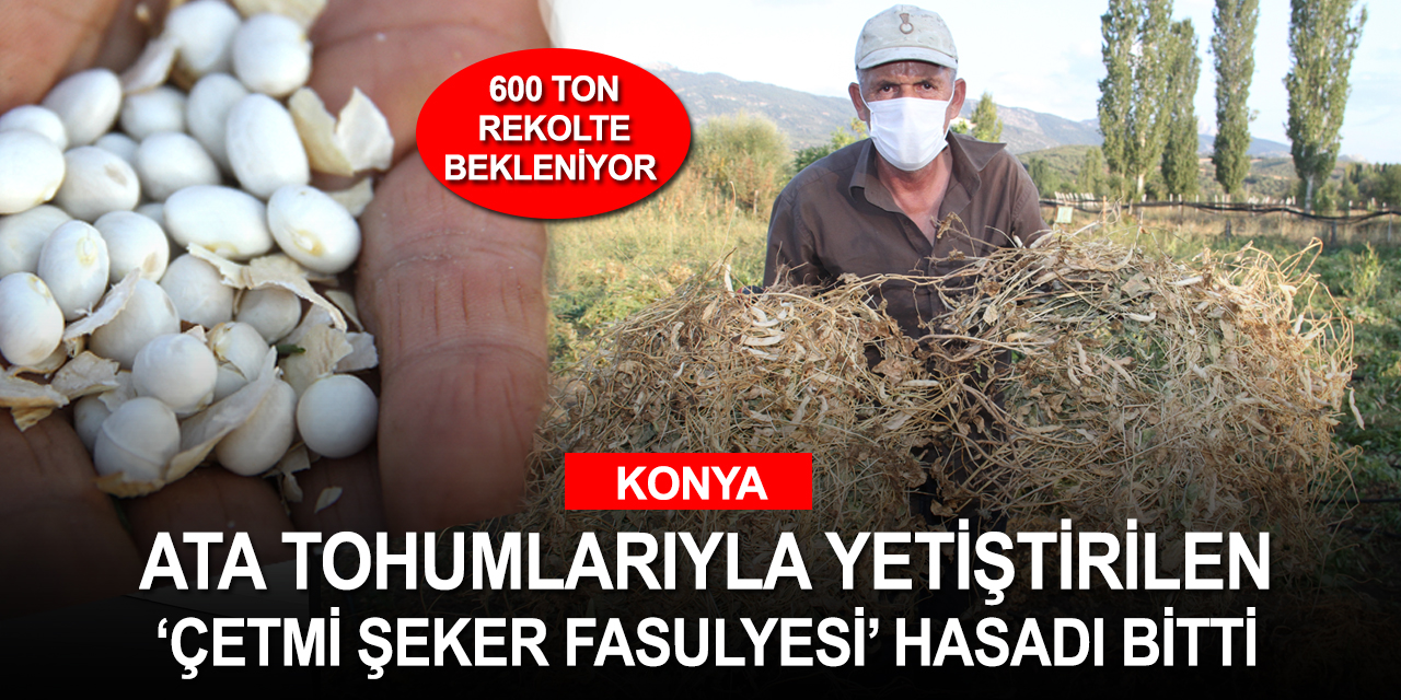 Konya'da yetiştirilen coğrafi işaret tescil belgeli şeker fasulyesinde hasat sona erdi! 18 buçuk liradan alıcı buluyor