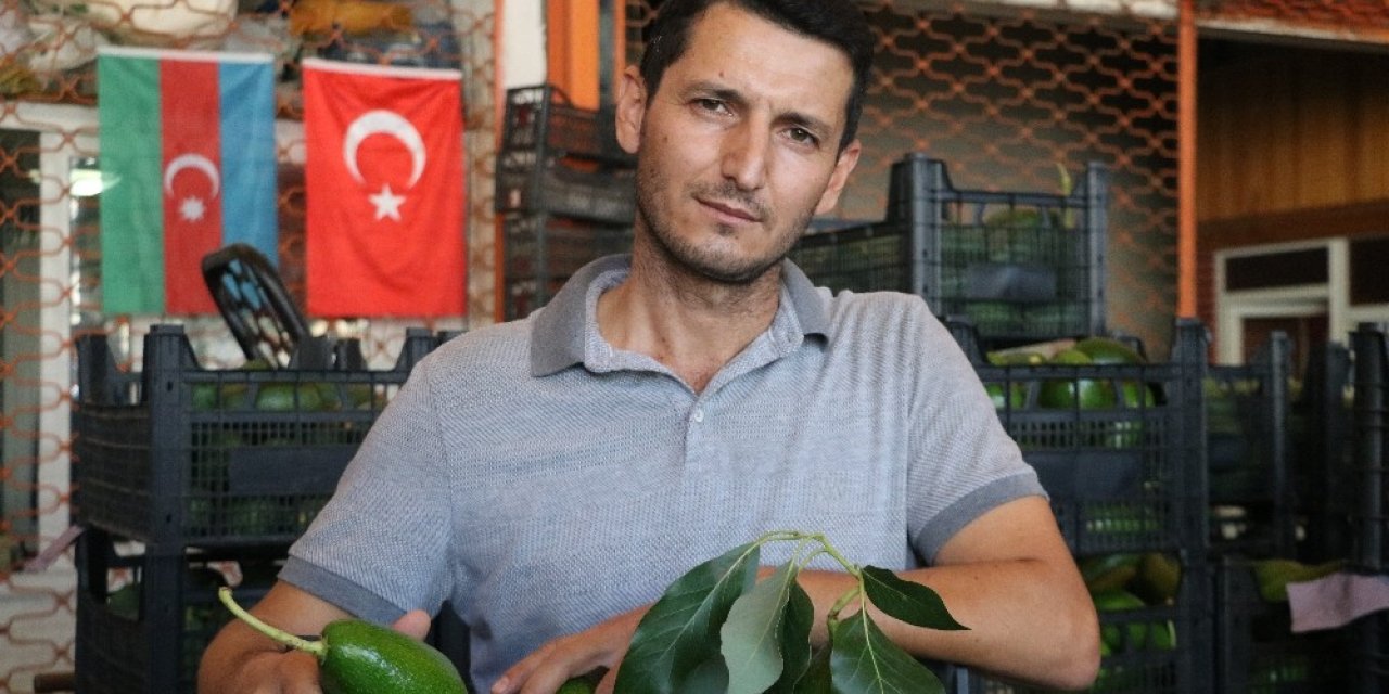 Artan avokado hırsızlığı üreticileri isyan ettirdi