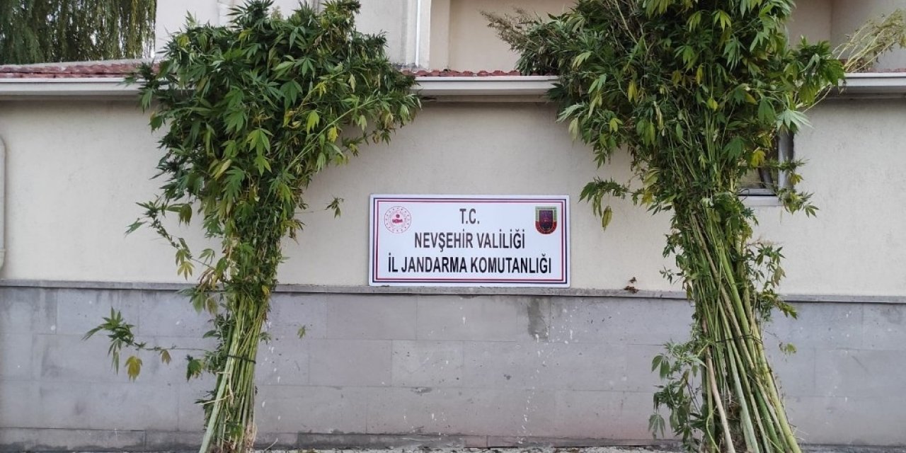 Özkonak’ta 94 kök Hint keneviri ele geçirildi