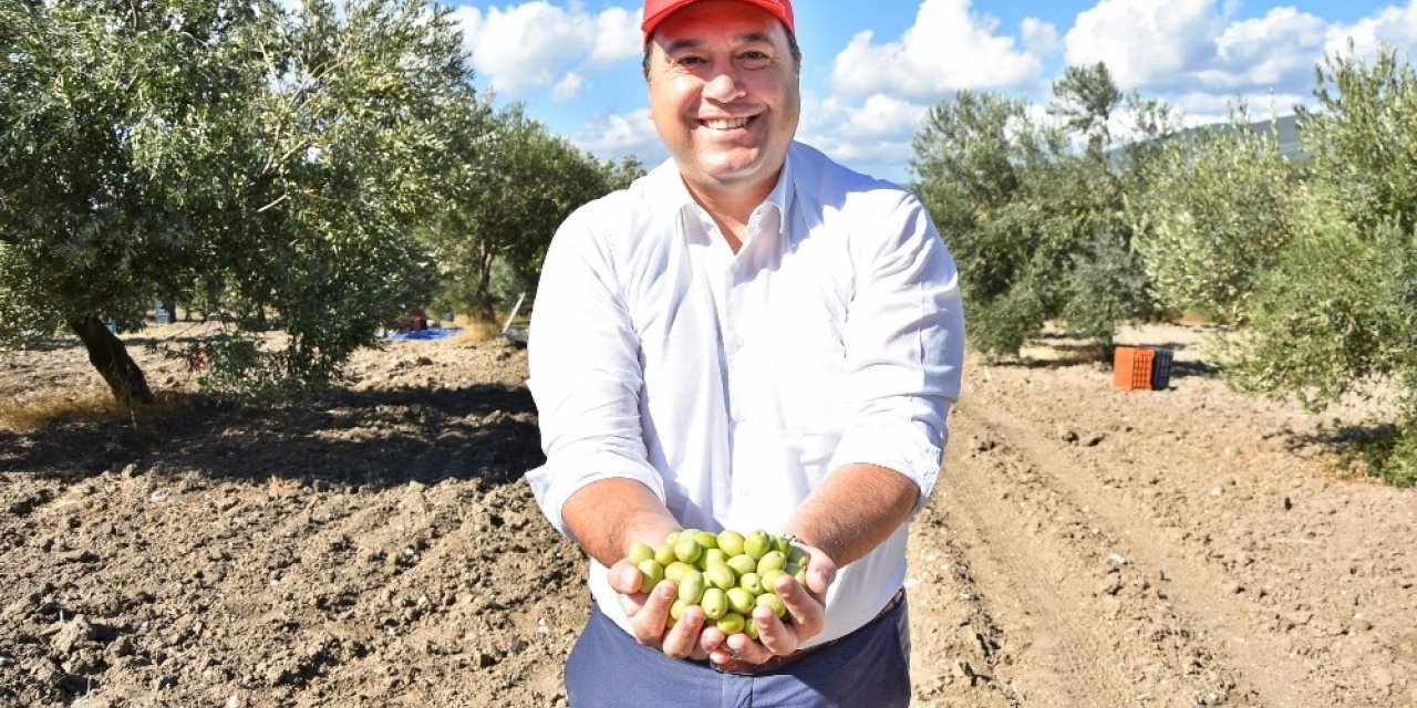 Başkan Dutlulu, belediyeye ait arazilerde zeytin hasadı yaptı