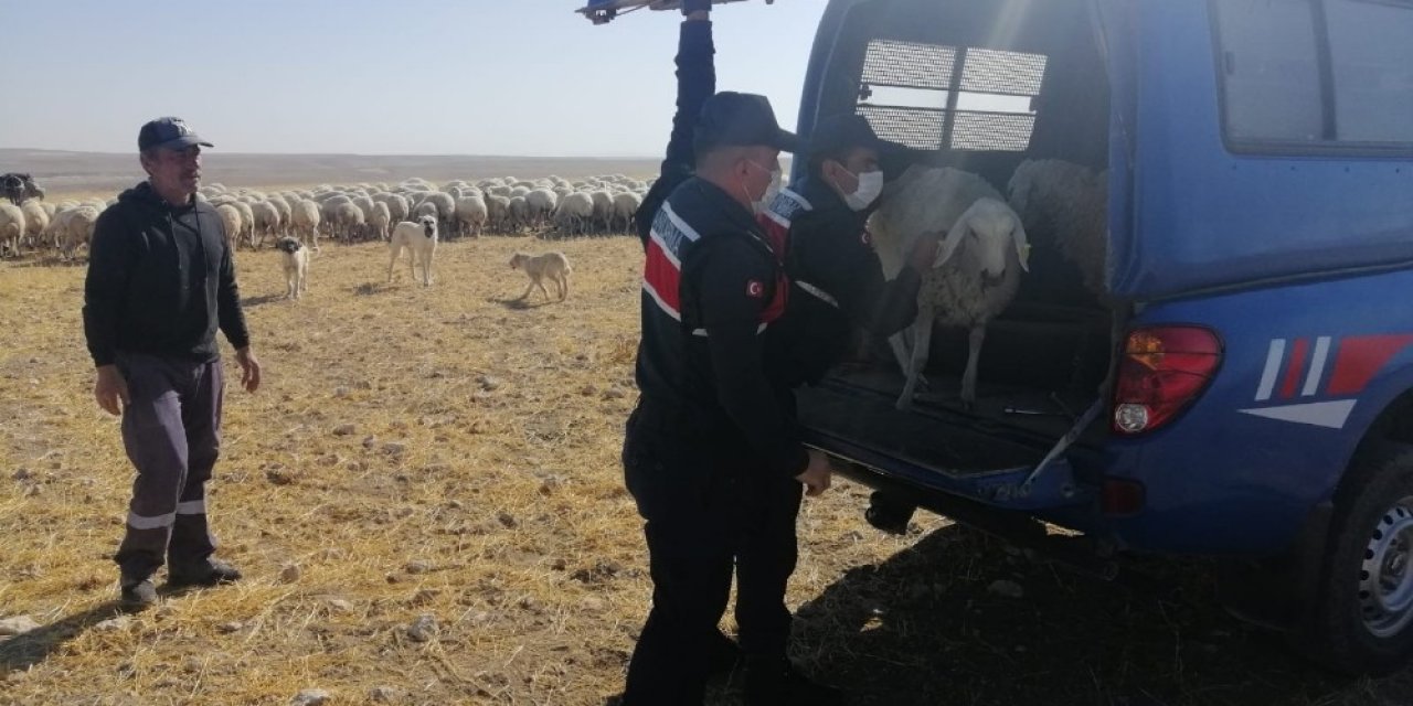 Küçükbaş hayvan hırsızları jandarmadan kaçamadı