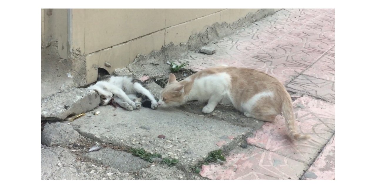 Anne kedi ölen yavrusunun başından dakikalarca ayrılmadı