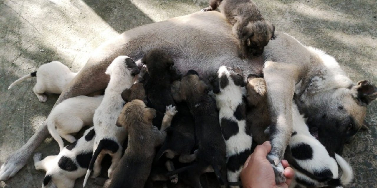 "Kontes" bir defada 17 yavru doğurdu