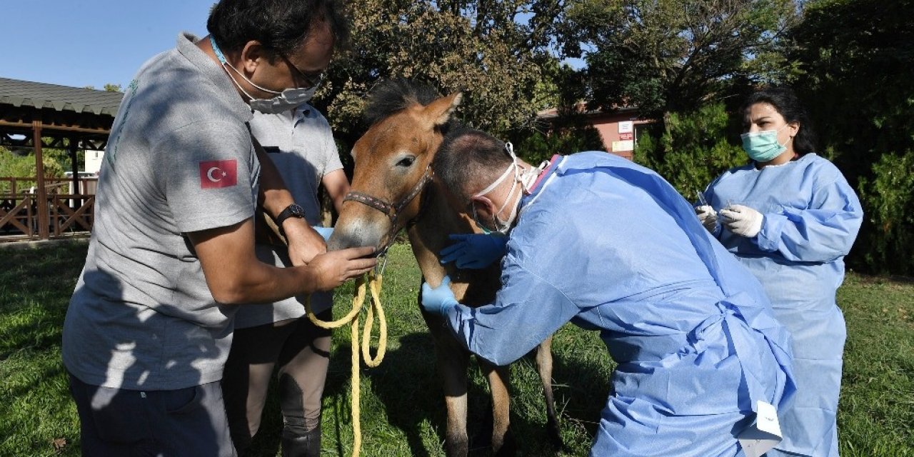 Yaralı tay sağlığına kavuşturuldu