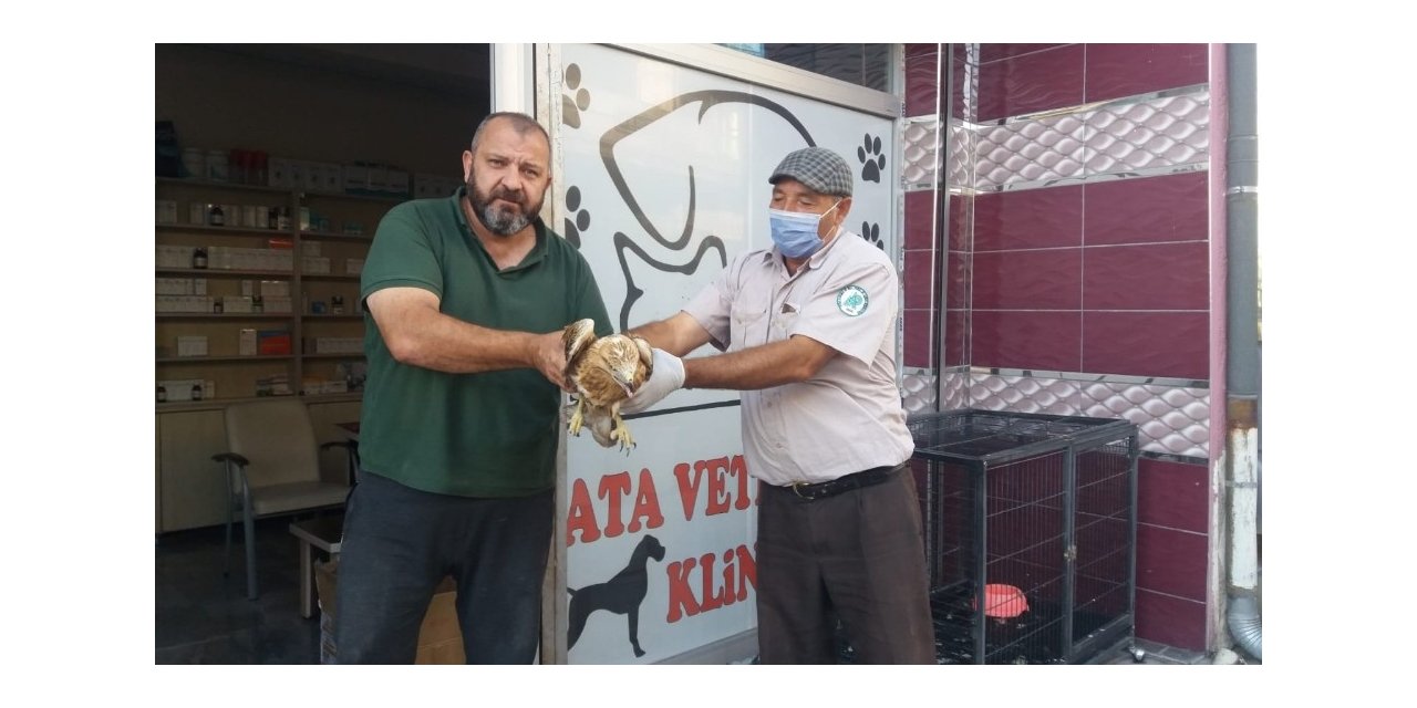 Yaralı Kızıl Şahin tedaviye alındı