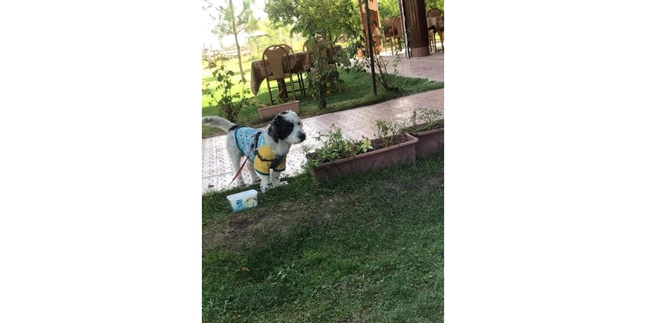 Kayıp olan Ahap’ı bulana ödül verilecek