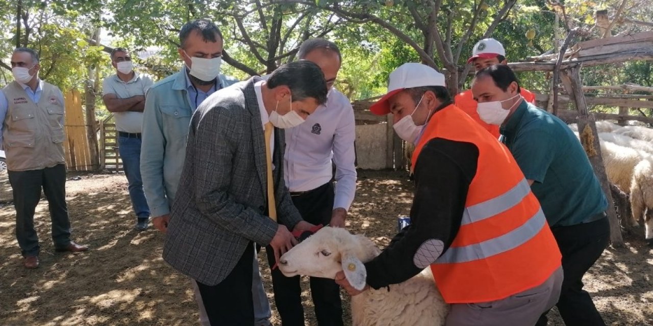 Yerli ırk hayvancılığın gelişmesi için bilgilendirme